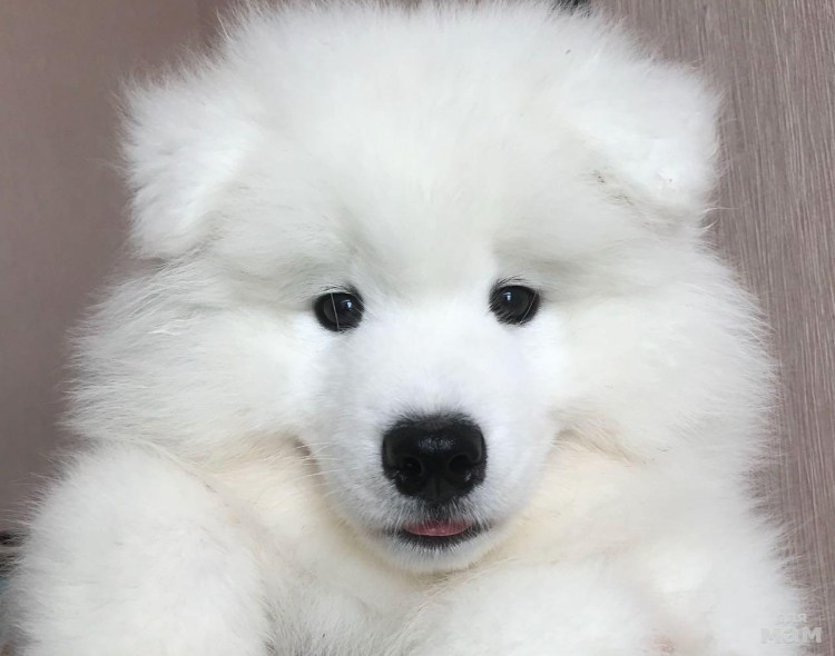 Пёсик облачко