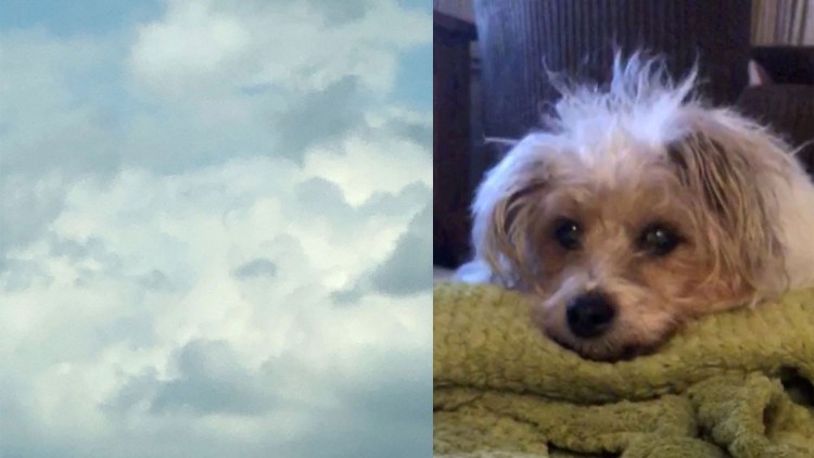 Самоед облачко