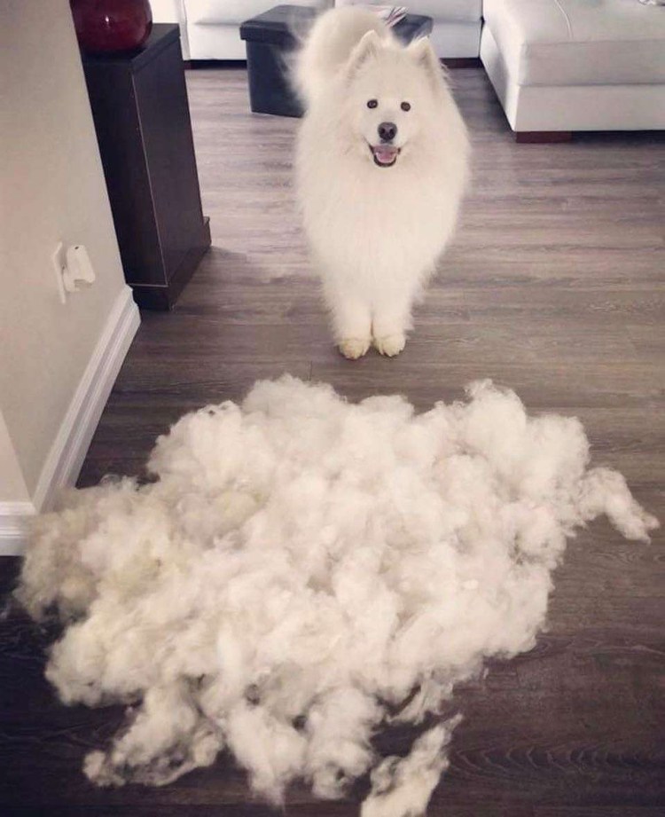 Щенок в облаках