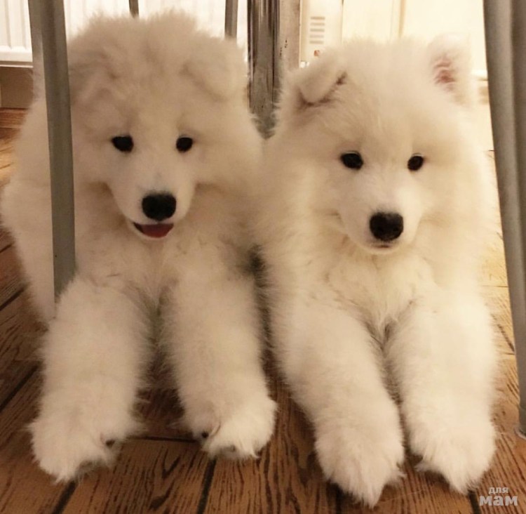 Самоед облачко