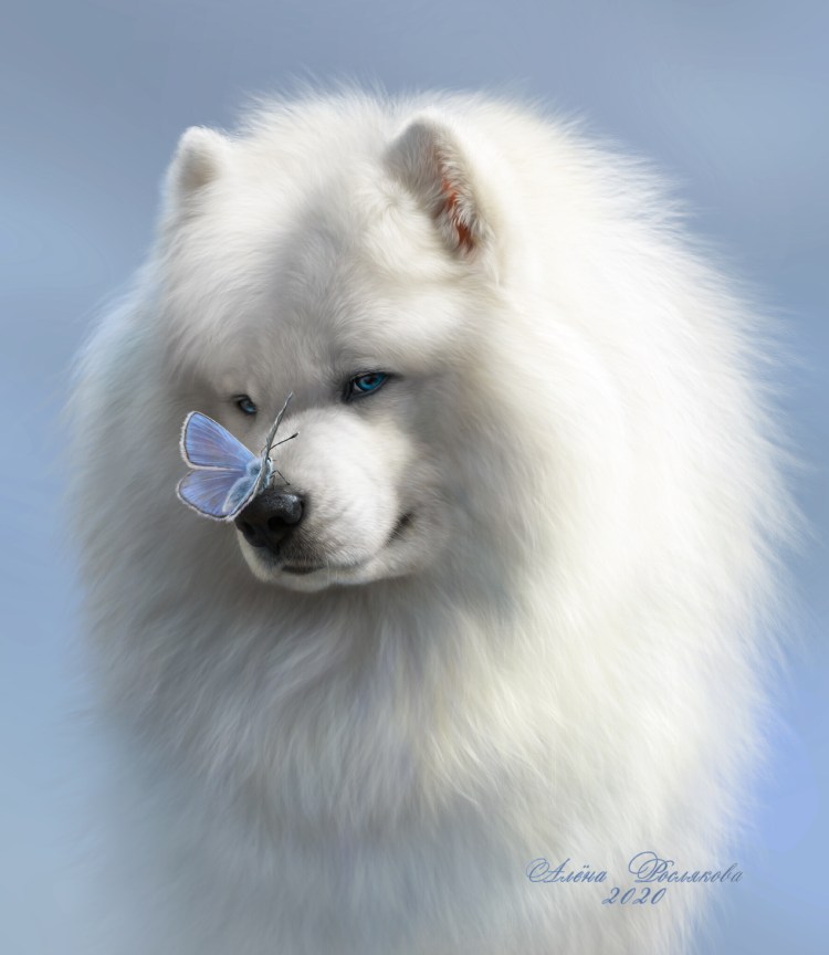 Самоедская собака облачко