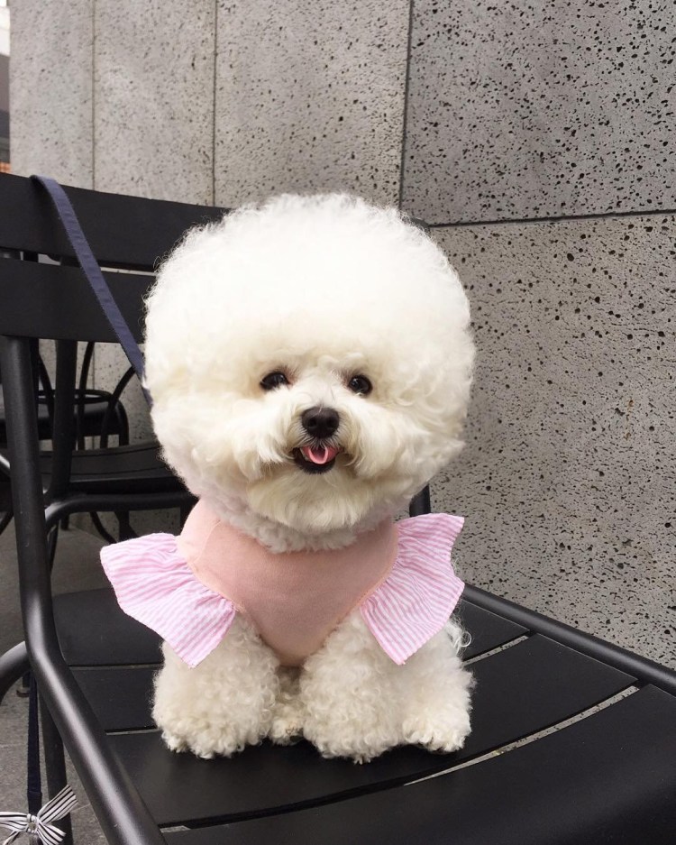 Порода Тори Бишон фризе