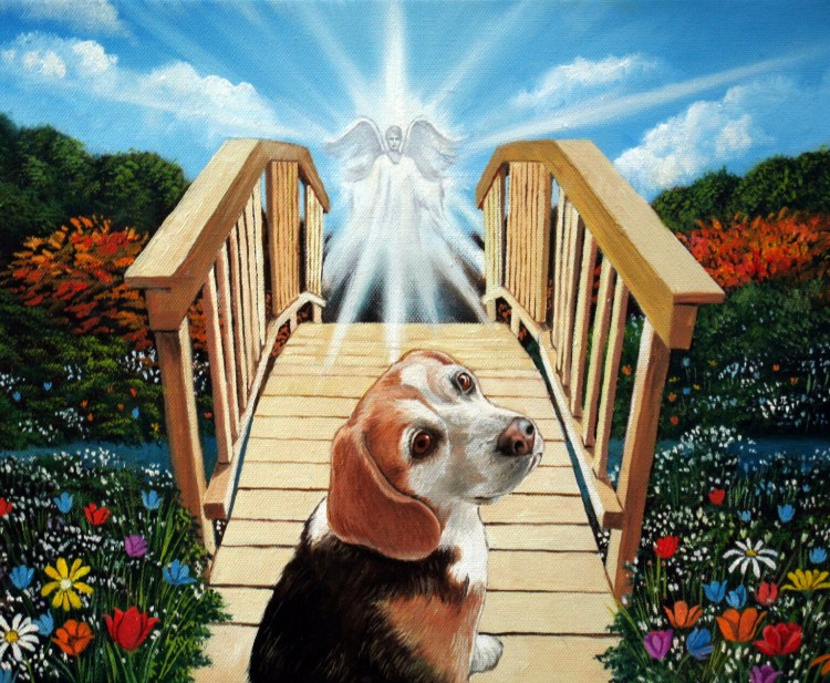 Порода собаки тучка