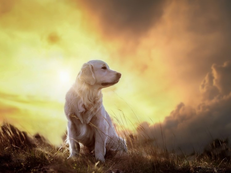 Коричневое облачко собака