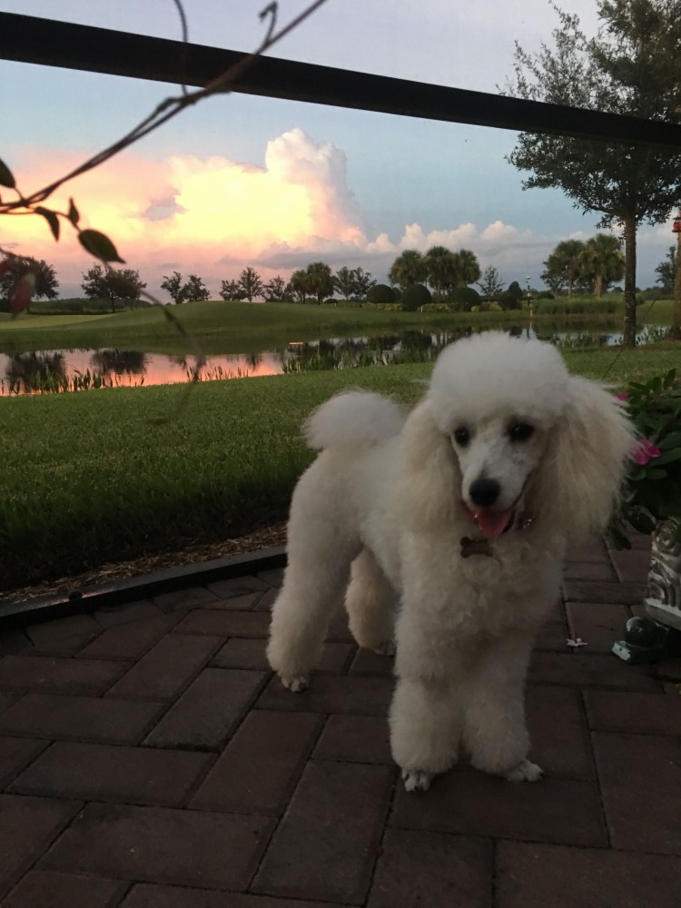 Собака туча белая