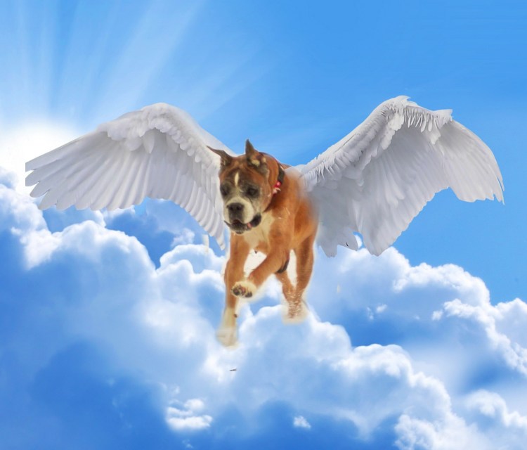 Поводок для самоедской лайки