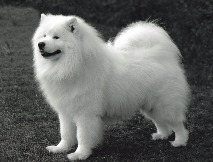 Самоед шпиц собака