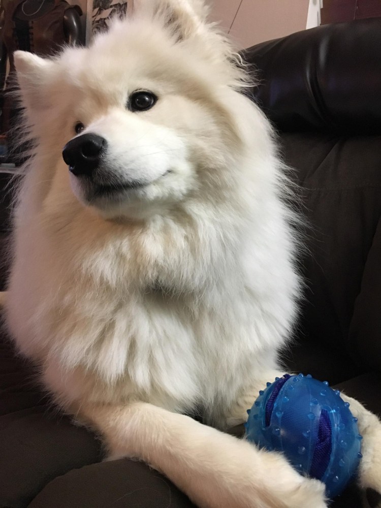 Шпиц померанский карликовый черный