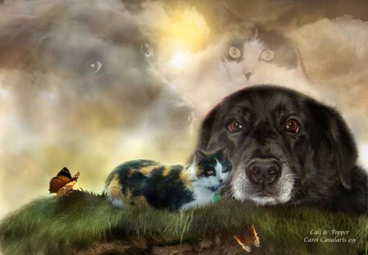 Щенок в облаках