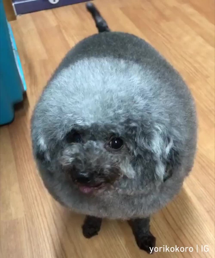 Собака облачко