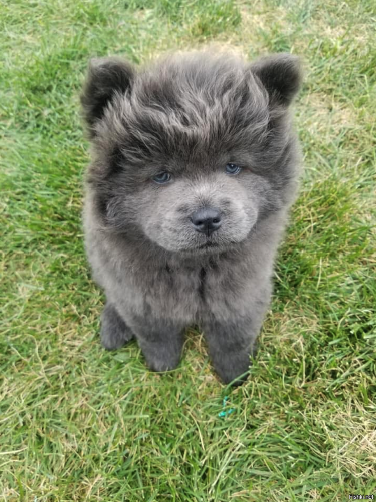 Собака небес