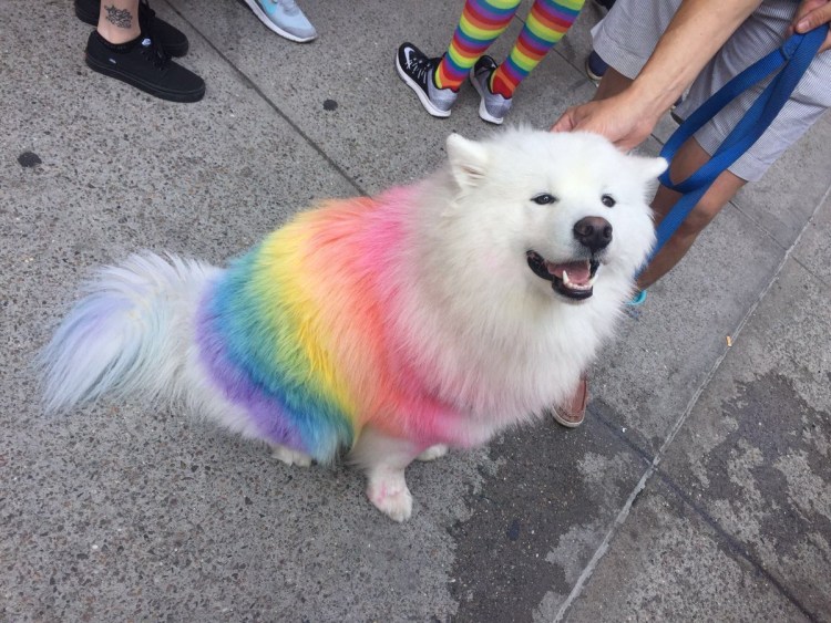 Пудель сезам