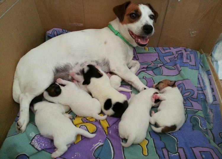 Джек Рассел пигментные пятна