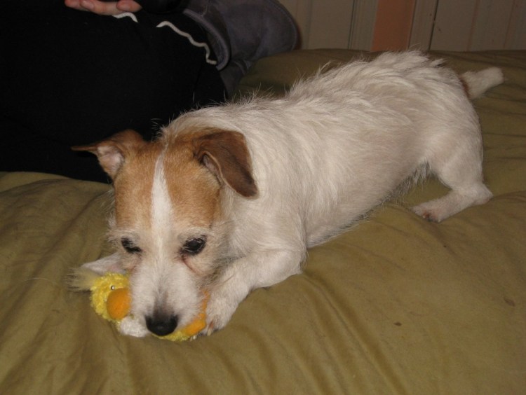 Спящие в кучке щенята Джек Рассел