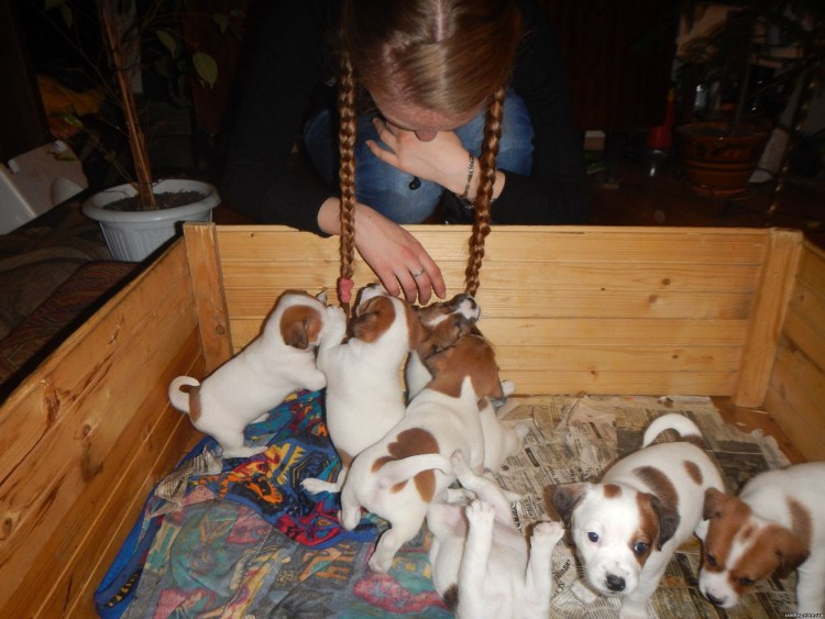 Щенки Джек Рассел терьера Новорожденные