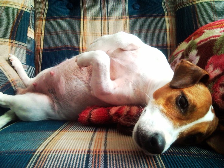 Новорожденный Джек Рассел терьер