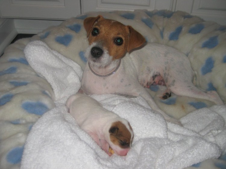 Беременная собака Джек Рассел терьер