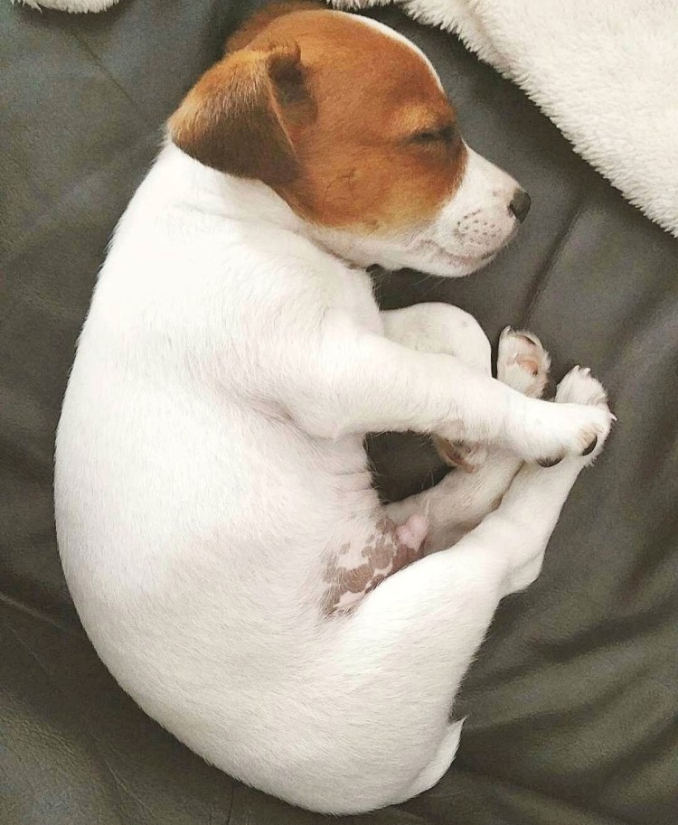 Щенки Джек Рассел терьера фото 1 неделя