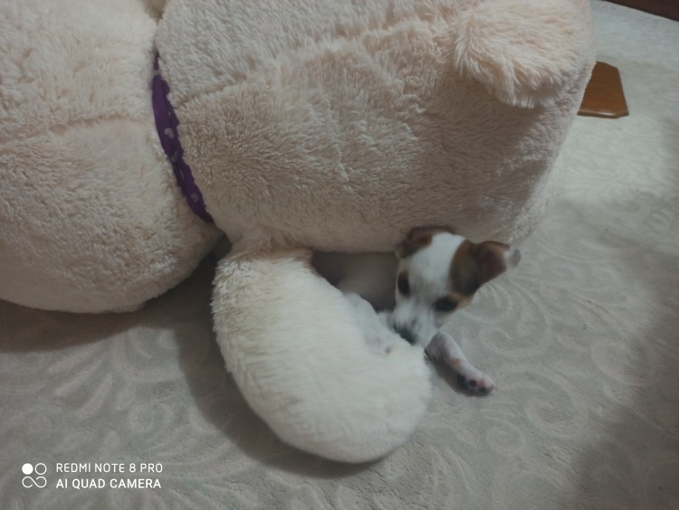 Джек Рассел кормит грудью