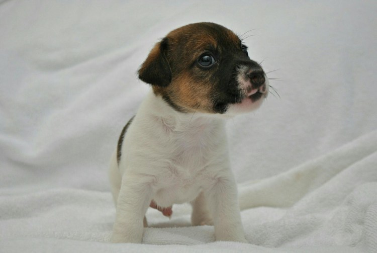 Джек Рассел кормит грудью