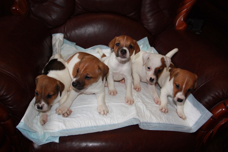 Джек Рассел терьер щенки новорождённые