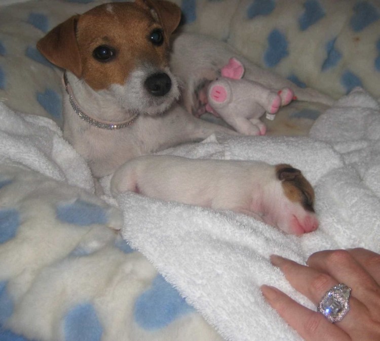 Щенок Джек Рассел 10 месяцев девочка ложиться спать на коленях