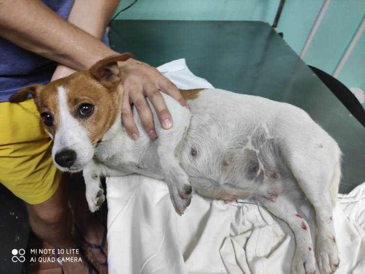 Джек Рассел терьер сука