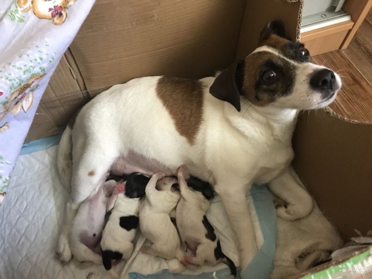 Джек Рассел терьер спит в кровати