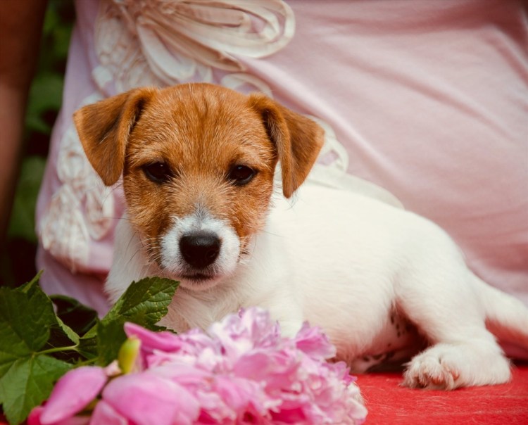 Новорожденный Джек Рассел фото