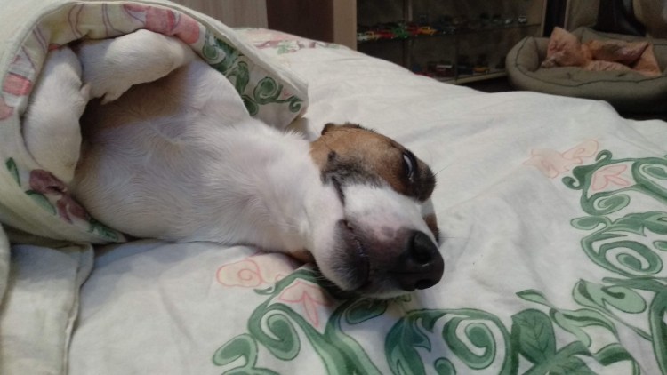 Течка у собак Джек расселов