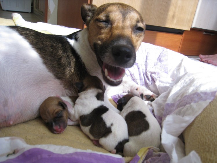 Беременная собака Джек Рассел терьер