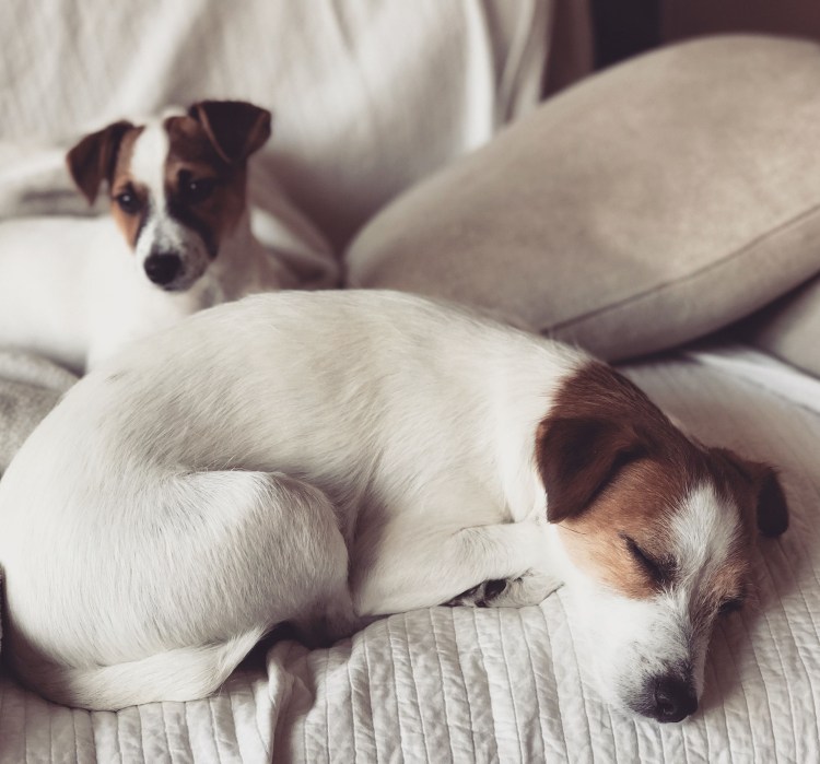 Щенок 1.1 месяца Джек Рассела белый