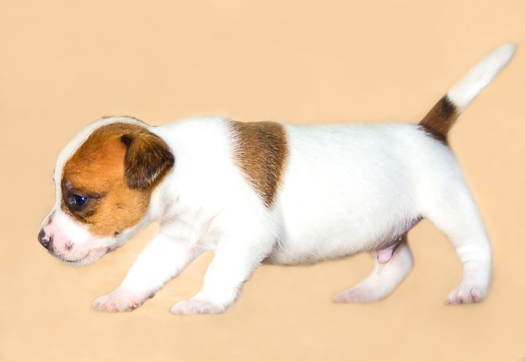 Новорожденные щенки Дже чёрные