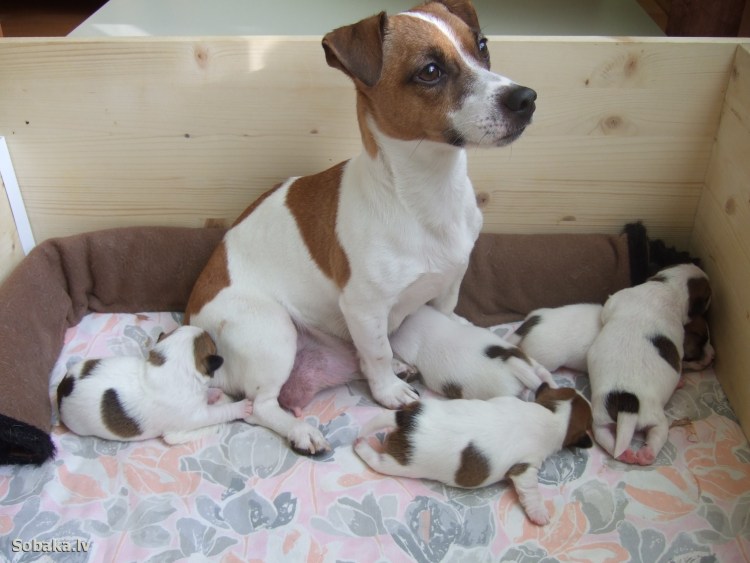 Джек Рассел терьер пукает