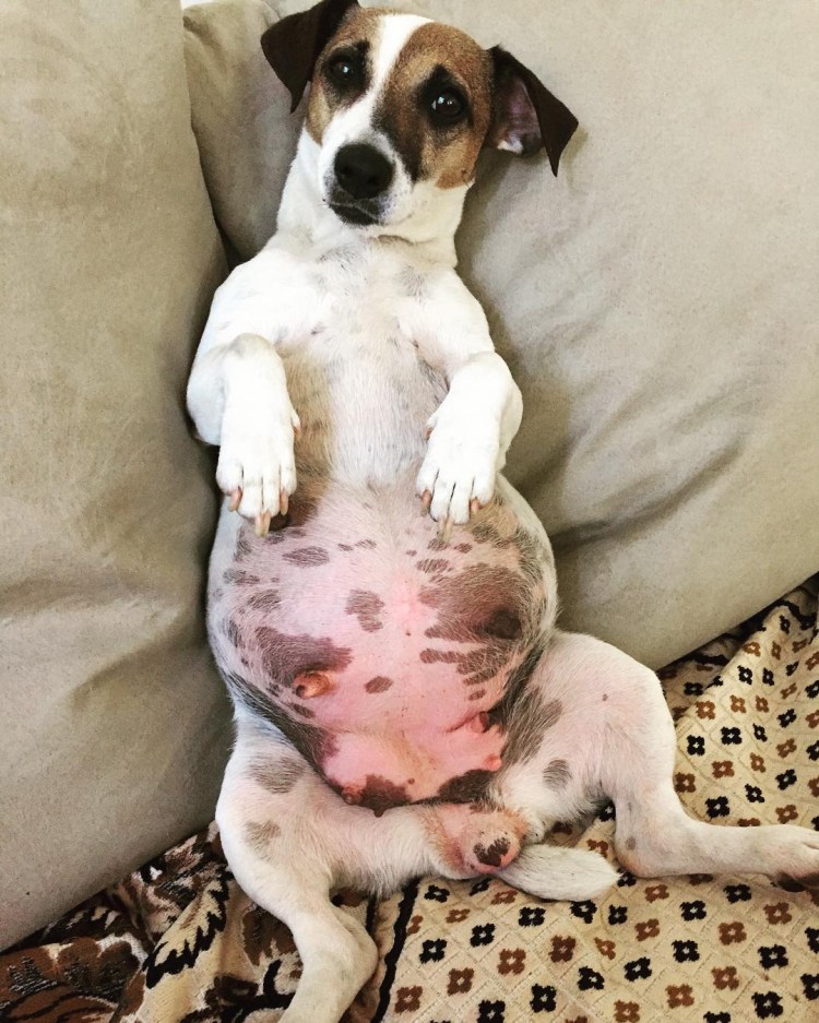 Щенки Джек Рассел терьера Новорожденные