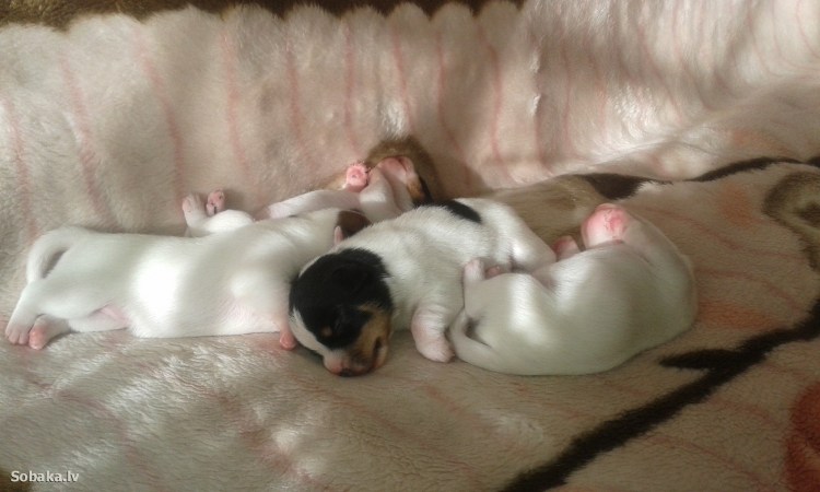 Джек Рассел коротконогий