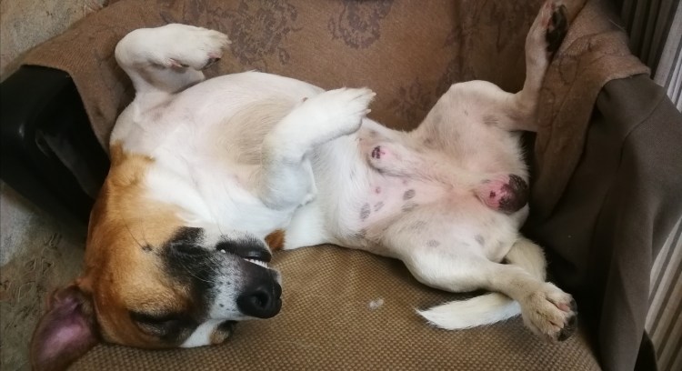 Порода Джек Рассел терьер описание плюсы и минусы