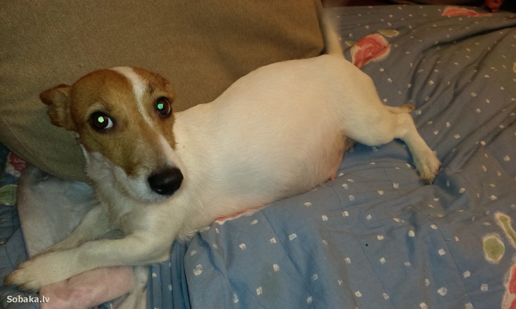 Новорожденные Джек Рассел терьер