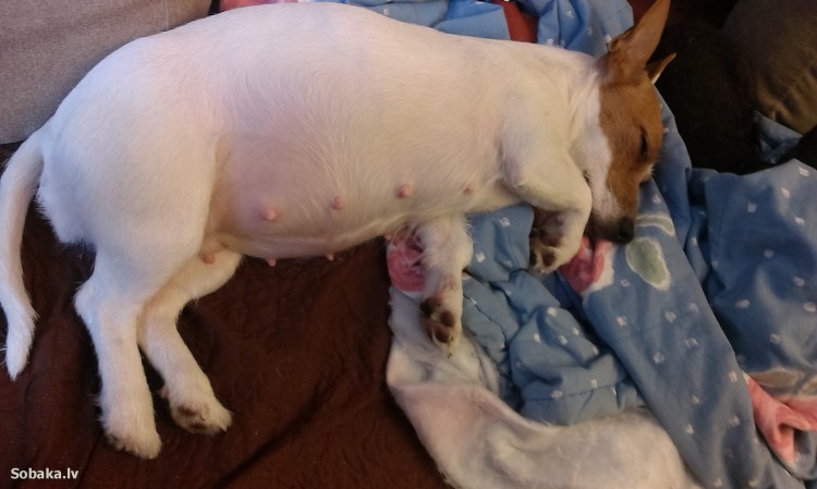 Щенки Джек Рассел терьера Новорожденные