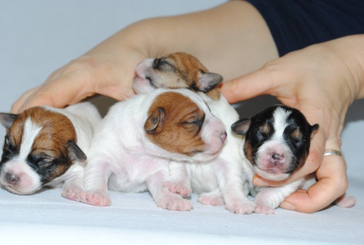 Джек Рассел терьер сбоку