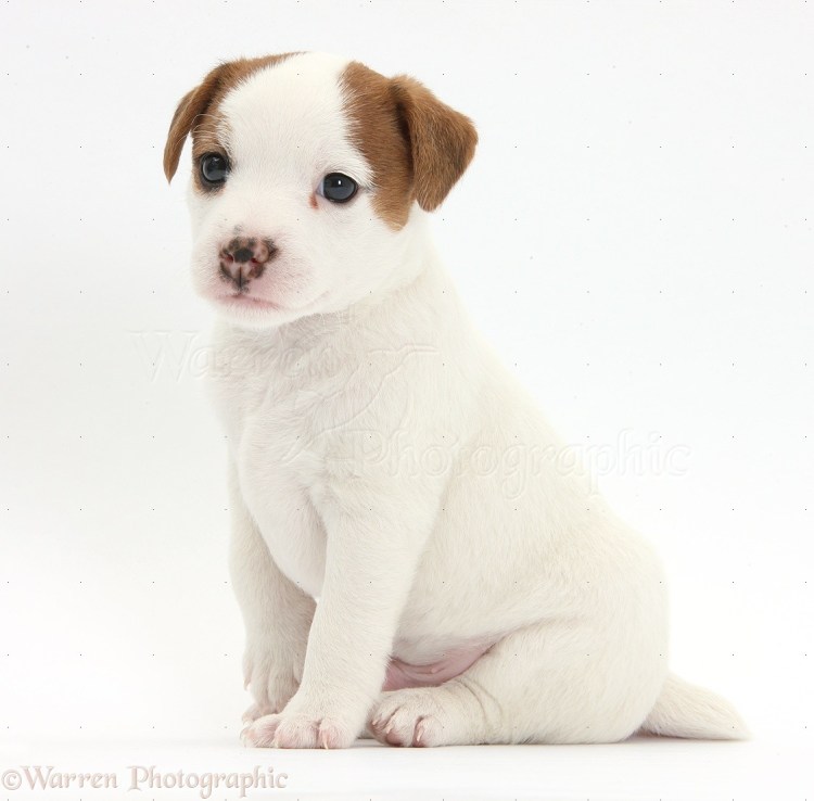 Джек Рассел терьер живот