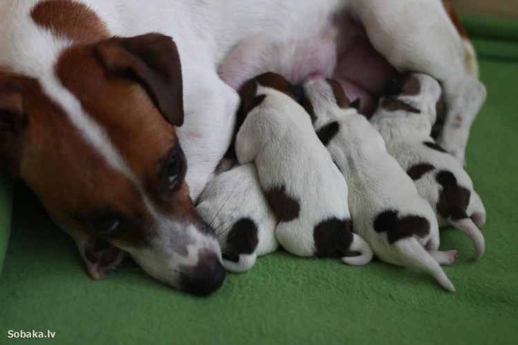 Жирный Джек Рассел терьер