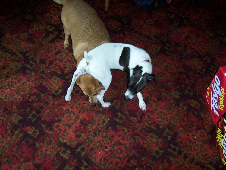 Беременные собаки средней породы