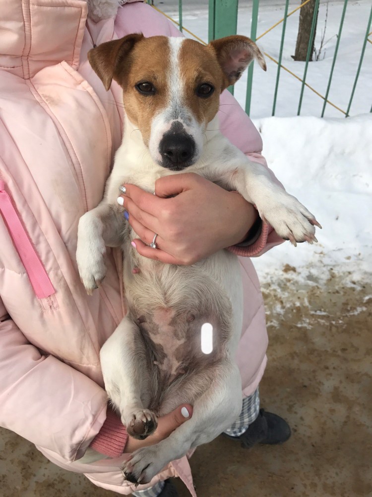 Джек Рассел ходит на пеленку