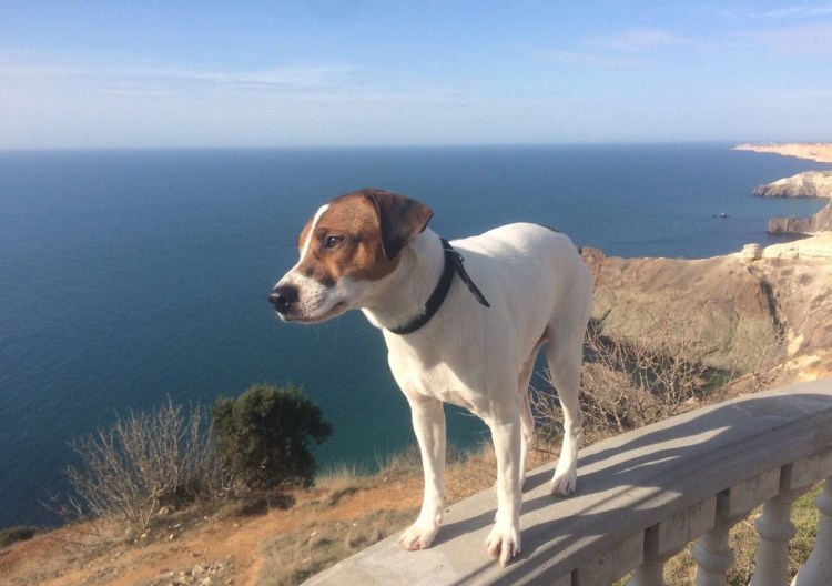 Джек Рассел и хорек