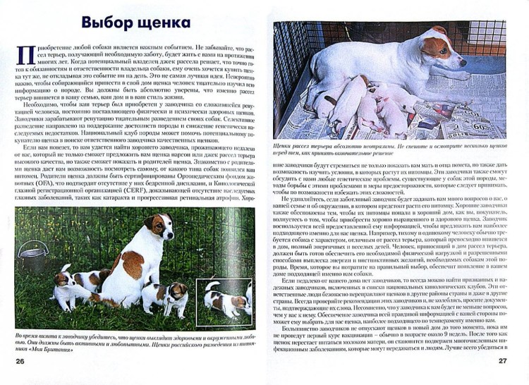 Беременная Джек Рассел