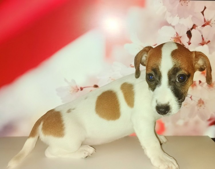 Ложная беременность у Джек Рассела