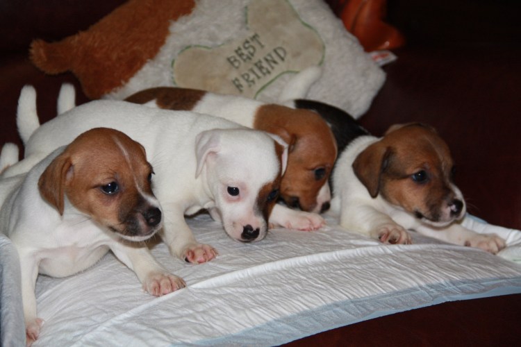 Сенбернар Джек Рассел терьер