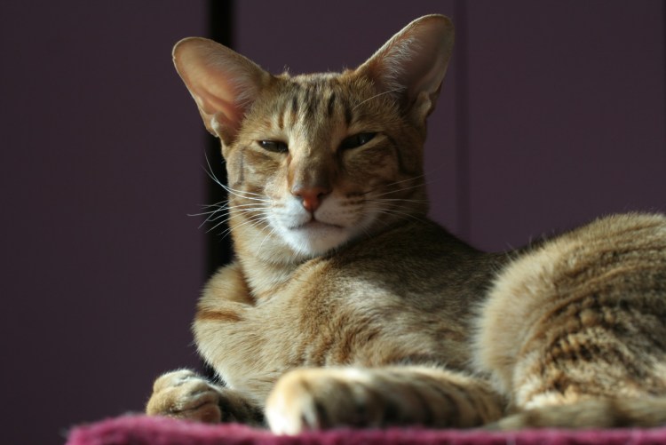 Коты ориенталы грузины