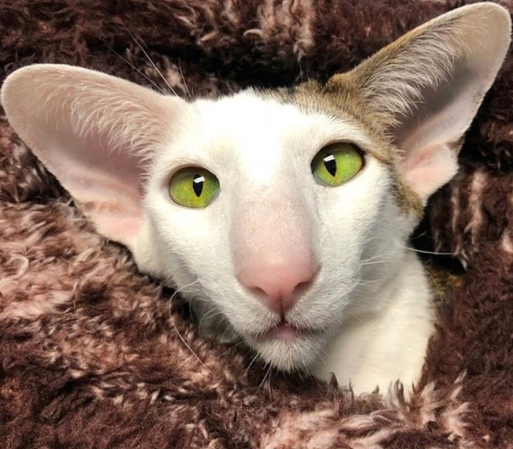 Коты ориенталы